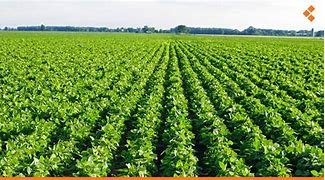 السودان: من سلة غذاء إلى بؤرة الجوع الأكبر عالميًا…دكتور عبدالعظيم حسين حامد