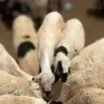 بدون عنوان