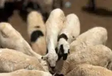 بدون عنوان