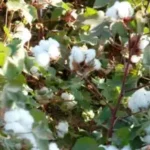 تمويل سعودي ضخم يهز الزراعة السودانية