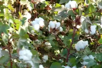 تمويل سعودي ضخم يهز الزراعة السودانية