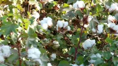 تمويل سعودي ضخم يهز الزراعة السودانية