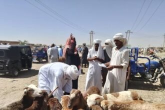 جولة لسونا على بعض أسواق المواشي بالشمالية

دنقلا 4-6-2025 (سونا)- قامت وكالة ال